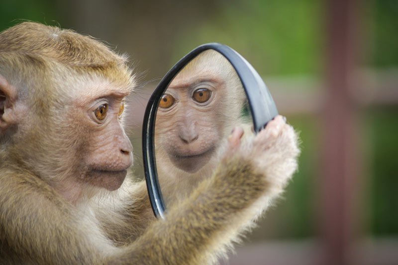 monkey mind